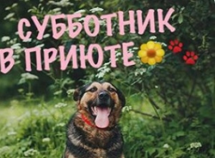 Субботник в приюте для собак!!!! 