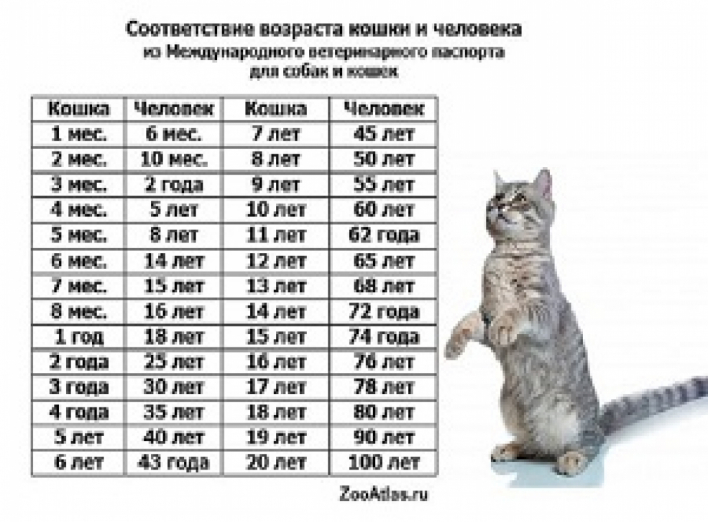 А знаете, сколько вашей кошке на человеческие?