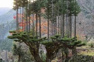 Производство дерева без вырубки деревьев