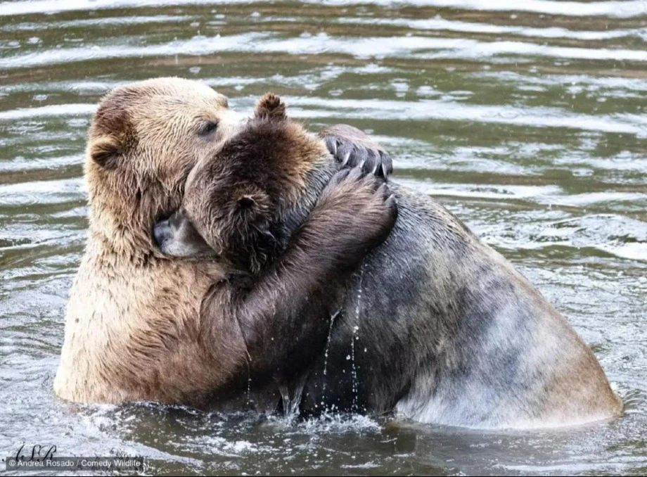 Названо фіналістів Nikon Comedy Wildlife Award 2024: смішні й захопливі моменти дикої природи