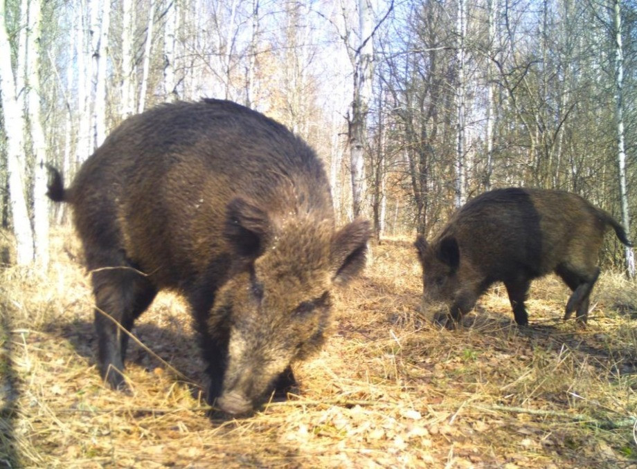  Дивіться, кого сфотографували у Чорнобильському заповіднику: дикі кабани як «лісові археологи»!