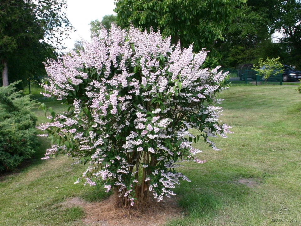 Фото: Дейція шорстка Deutzia scabra Pride of Rochester від розсадника