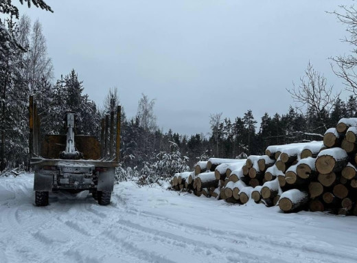 Незаконна вирубка 100-річних дубів у Чорнобильському заповіднику: шістьох осіб судитимуть за масштабну екологічну шкоду фото