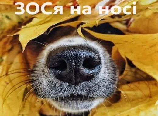 ЗОСя на носі! фото