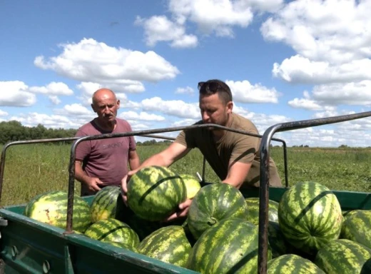 Гігантські кавуни вагою до 18 кілограмів виросли на Чернігівщині фото