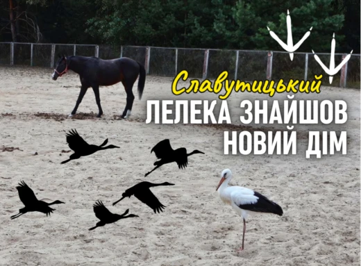 Лелека у Славутичі: неочікуване продовження історії — куди він прилетів після порятунку? фото