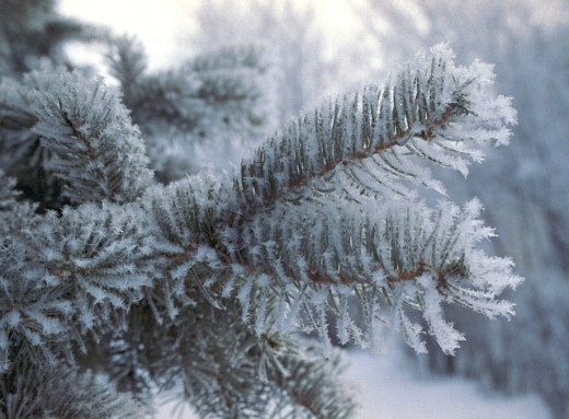 Якою буде погода у Славутичі на цьому тижні: прогноз на 13–18 січня фото