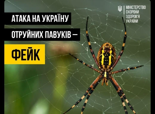 МОЗ заспокоює: небезпека від павуків в Україні перебільшена фото