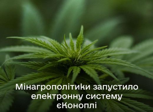 єКоноплі: в Україні запрацює електронна система для контролю за вирощуванням технічних конопель фото