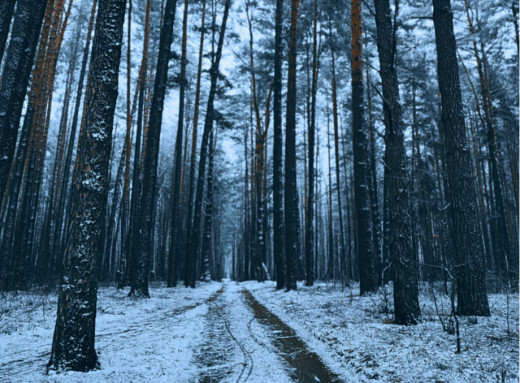 Зловити зиму за хвіст: фоторепортаж із засніженого лісу Славутича фото