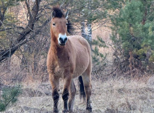 Неймовірні фото коня Пржевальського в Чорнобильському заповіднику фото