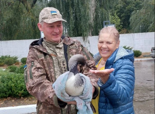 Як у Славутичі птахів-гагар рятували фото